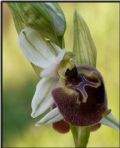 Ophrys parvimaculata